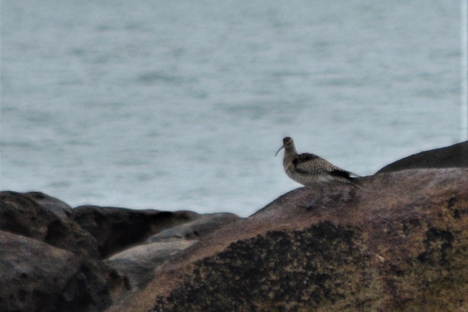 Whimbrel - Jorge Leitão