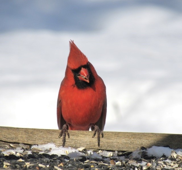 Cardinal rouge - ML305110731