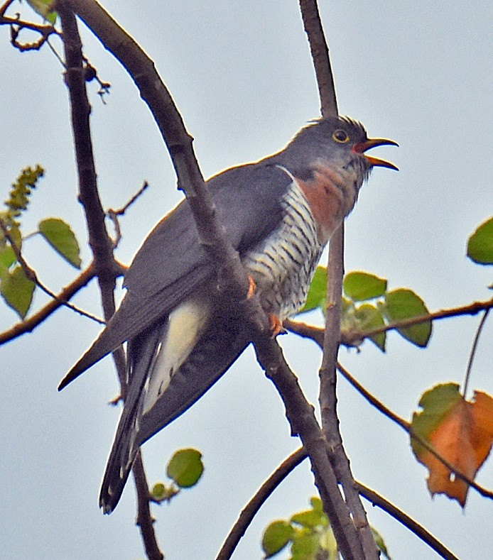 Red-chested Cuckoo - ML305111901