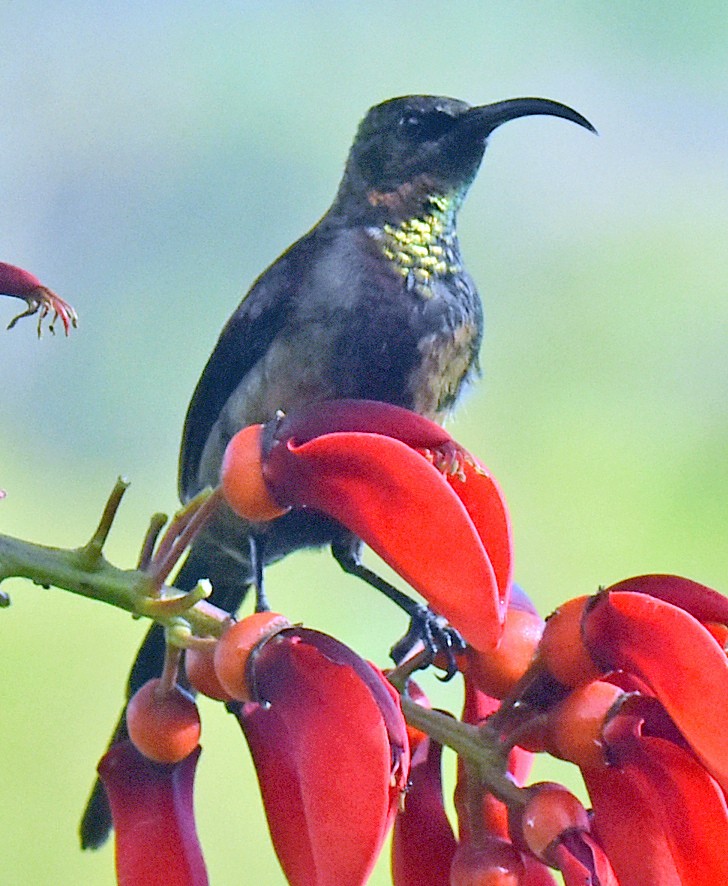 Bronze Sunbird - ML305112351