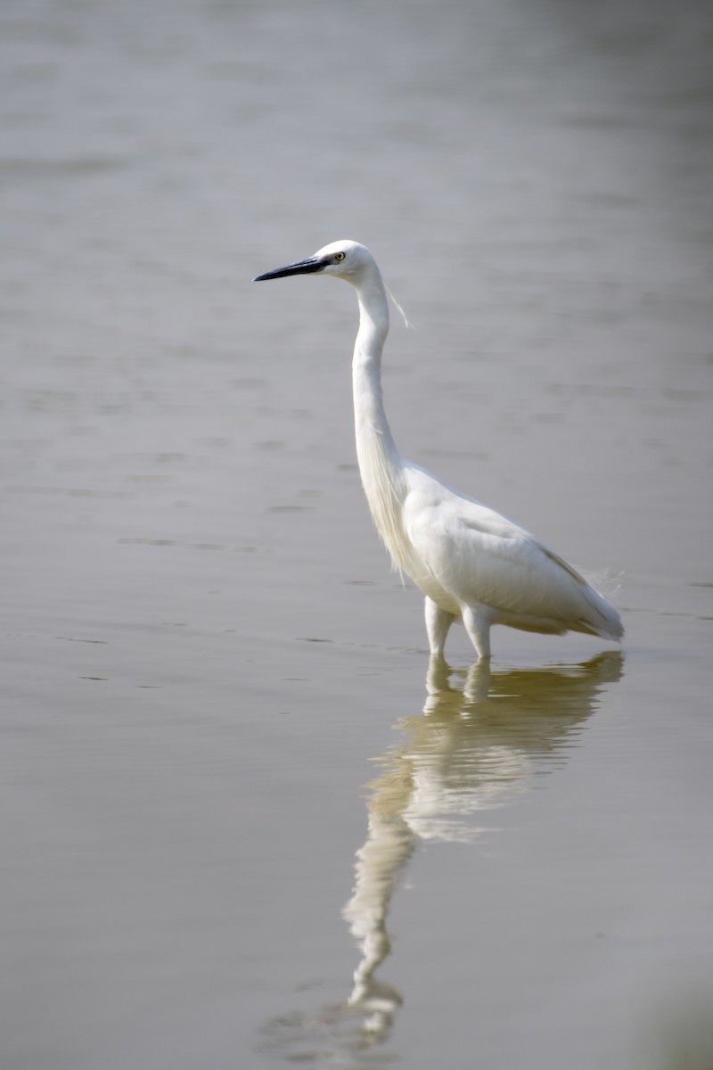 Little Egret - ML305112571