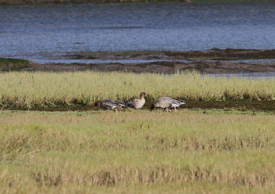 Pink-footed Goose - ML305115771