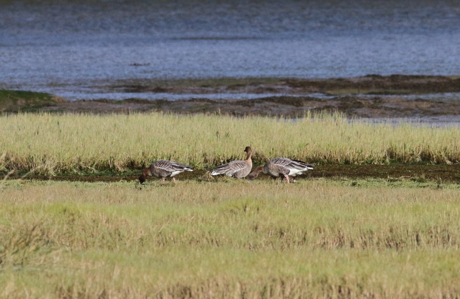 Pink-footed Goose - ML305115781