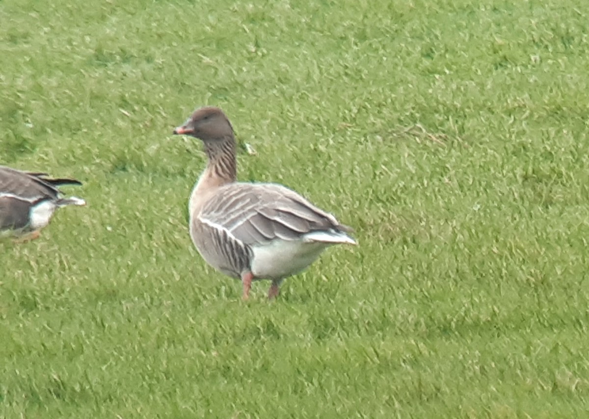 Pink-footed Goose - ML305118781