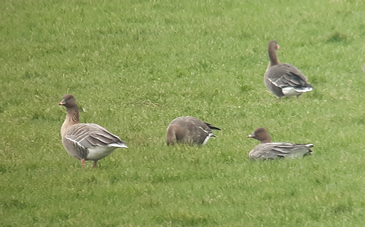 Pink-footed Goose - ML305118791