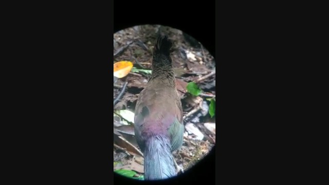 Rufous-vented Ground-Cuckoo - ML305119411