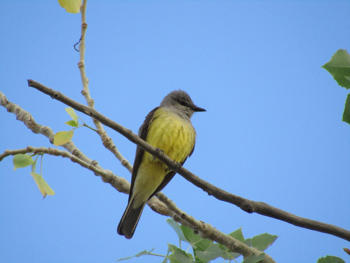 Western Kingbird - ML305121321