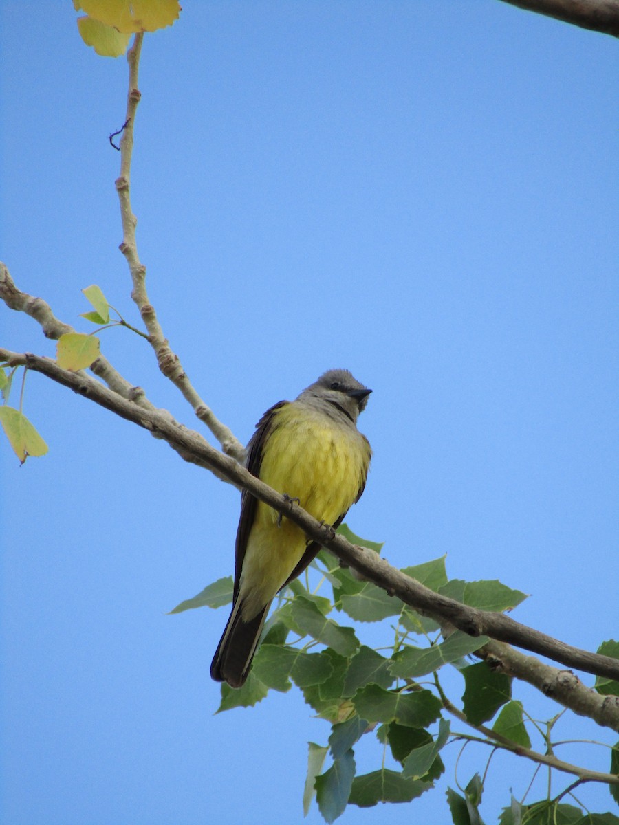 Western Kingbird - ML305121391
