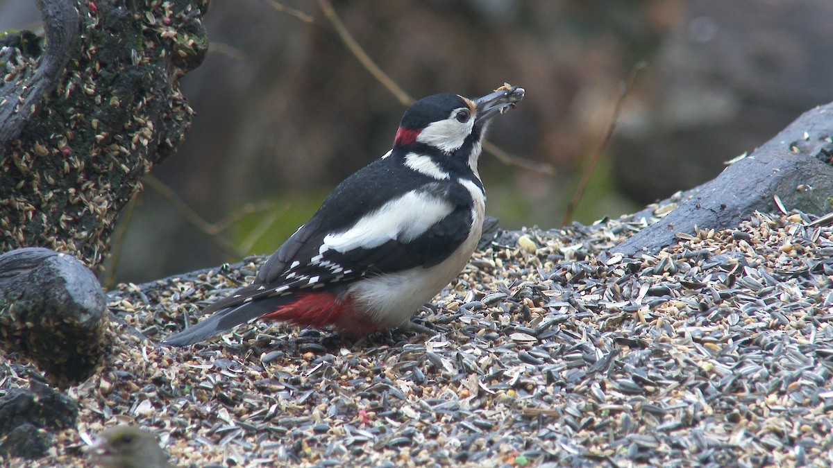 Great Spotted Woodpecker - ML305121541