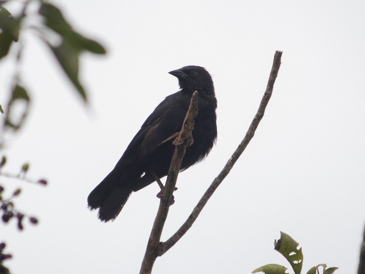 Chopi Blackbird - ML305121711