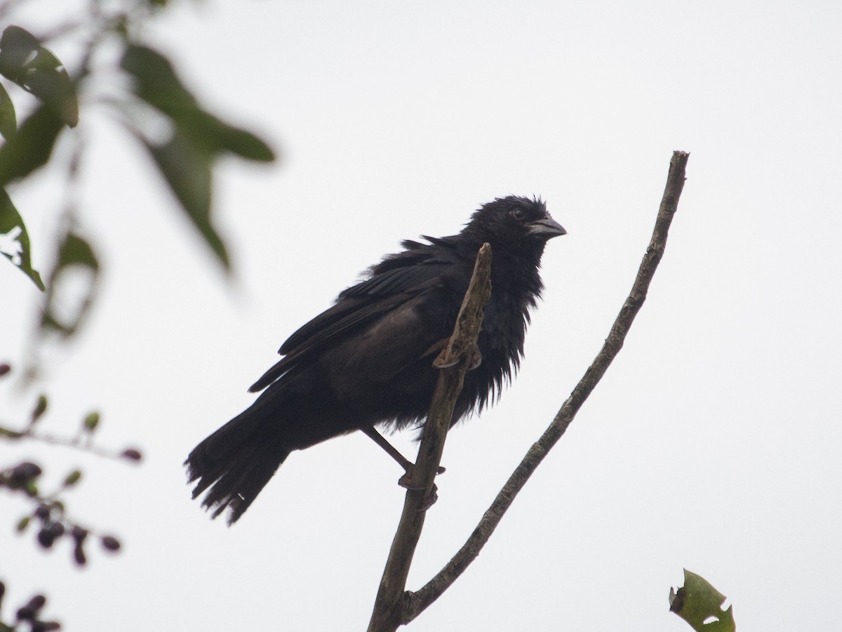 Chopi Blackbird - ML305121721