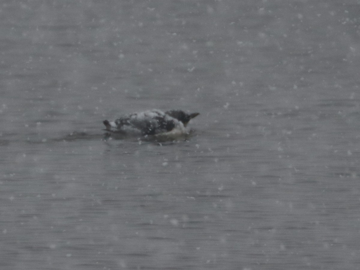 Thick-billed Murre - ML305121871