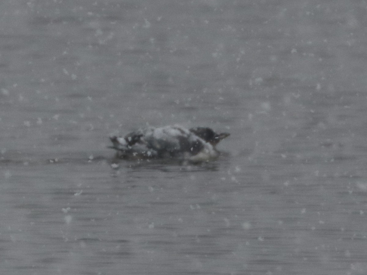 Thick-billed Murre - ML305121911