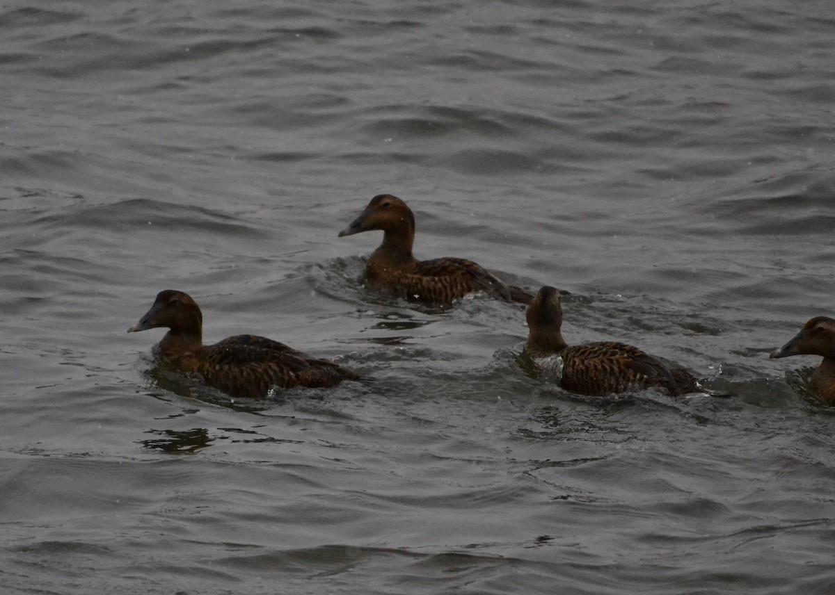 Common Eider - ML305122011