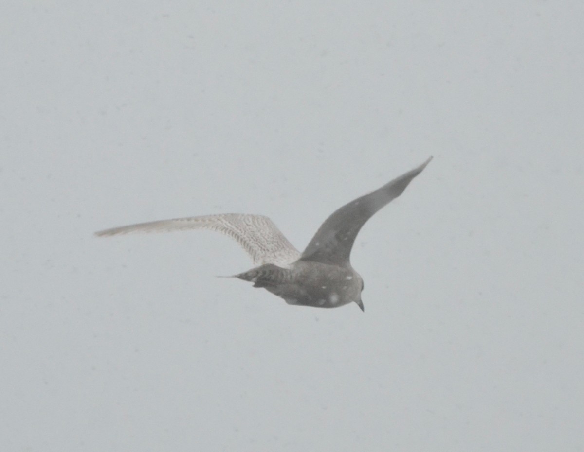 Iceland Gull - ML305123391