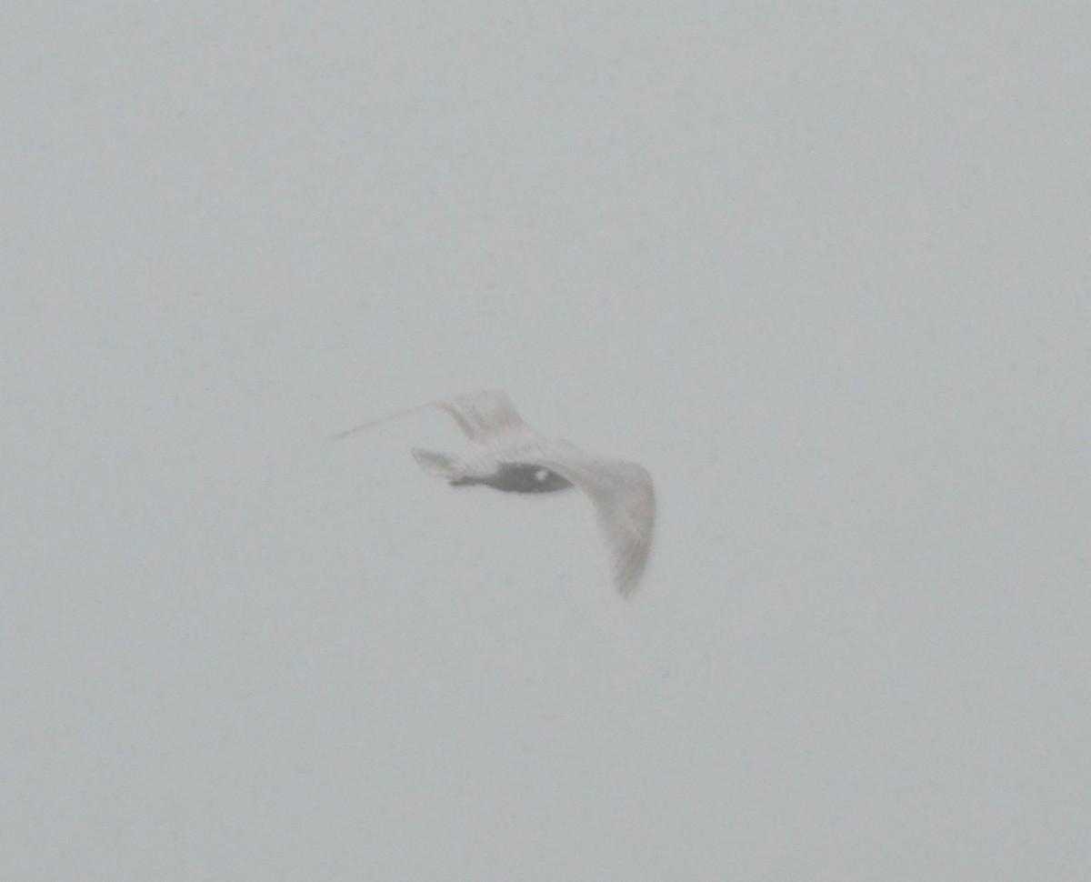 Iceland Gull - ML305123671