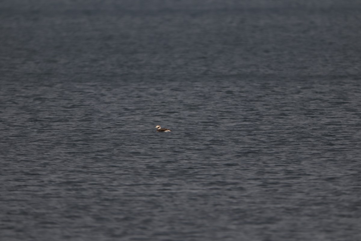 Long-tailed Duck - ML305124811