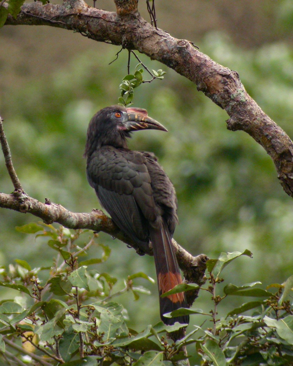 Luzonhornvogel - ML305125761