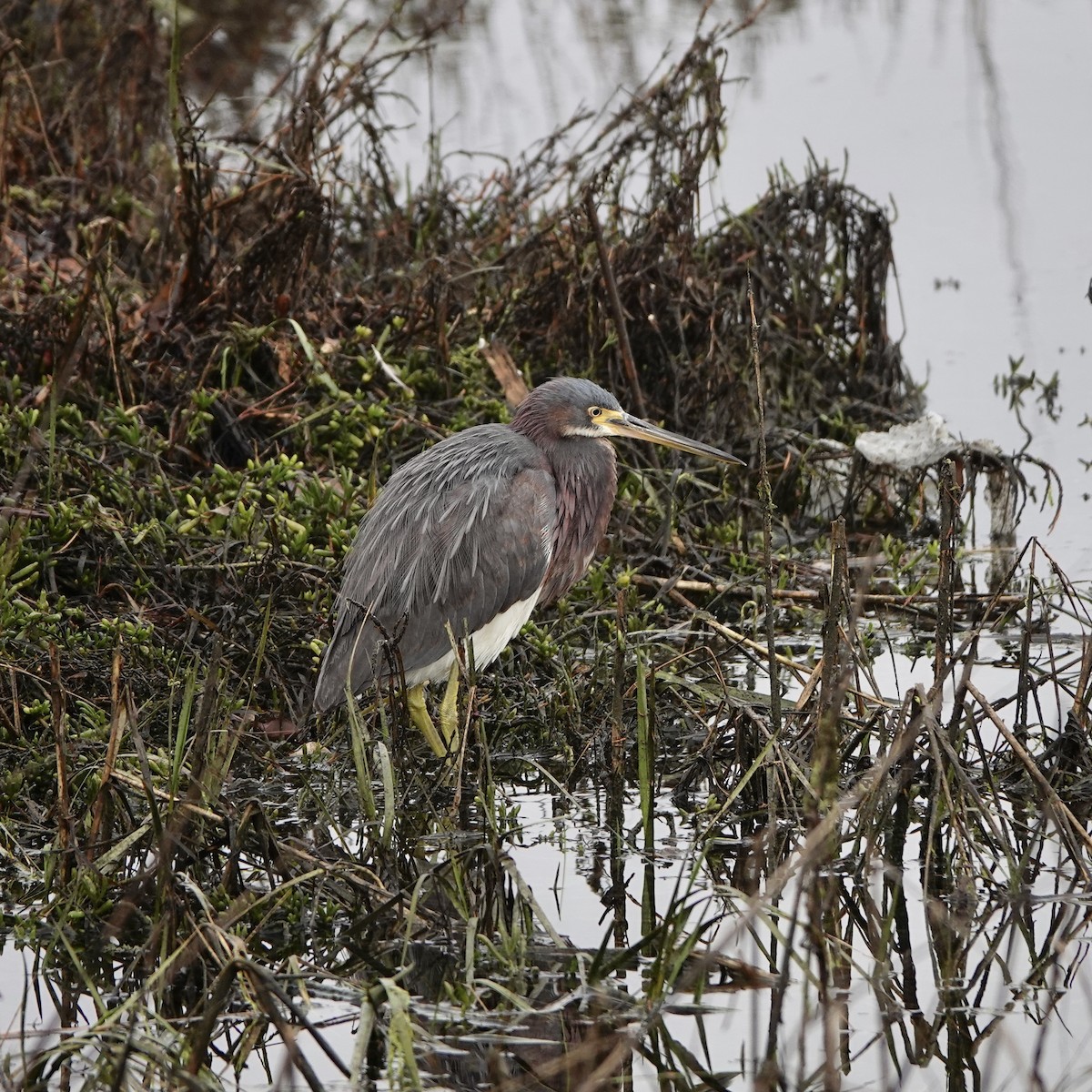 Tricolored Heron - ML305126291