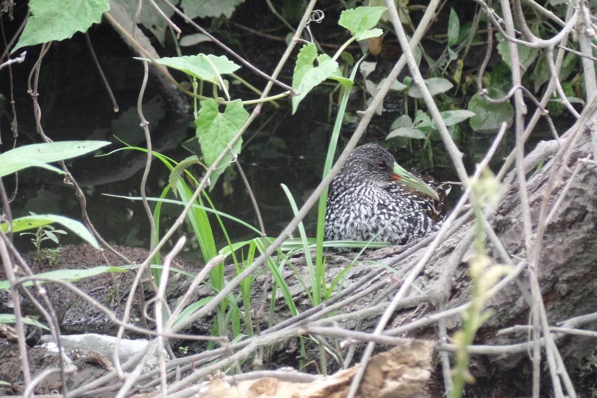 Spotted Rail - ML30512821