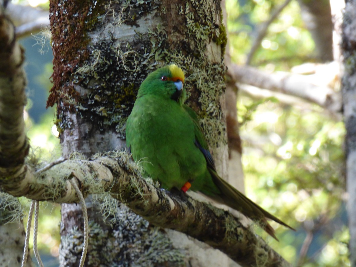 Malherbe's Parakeet - ML305129881