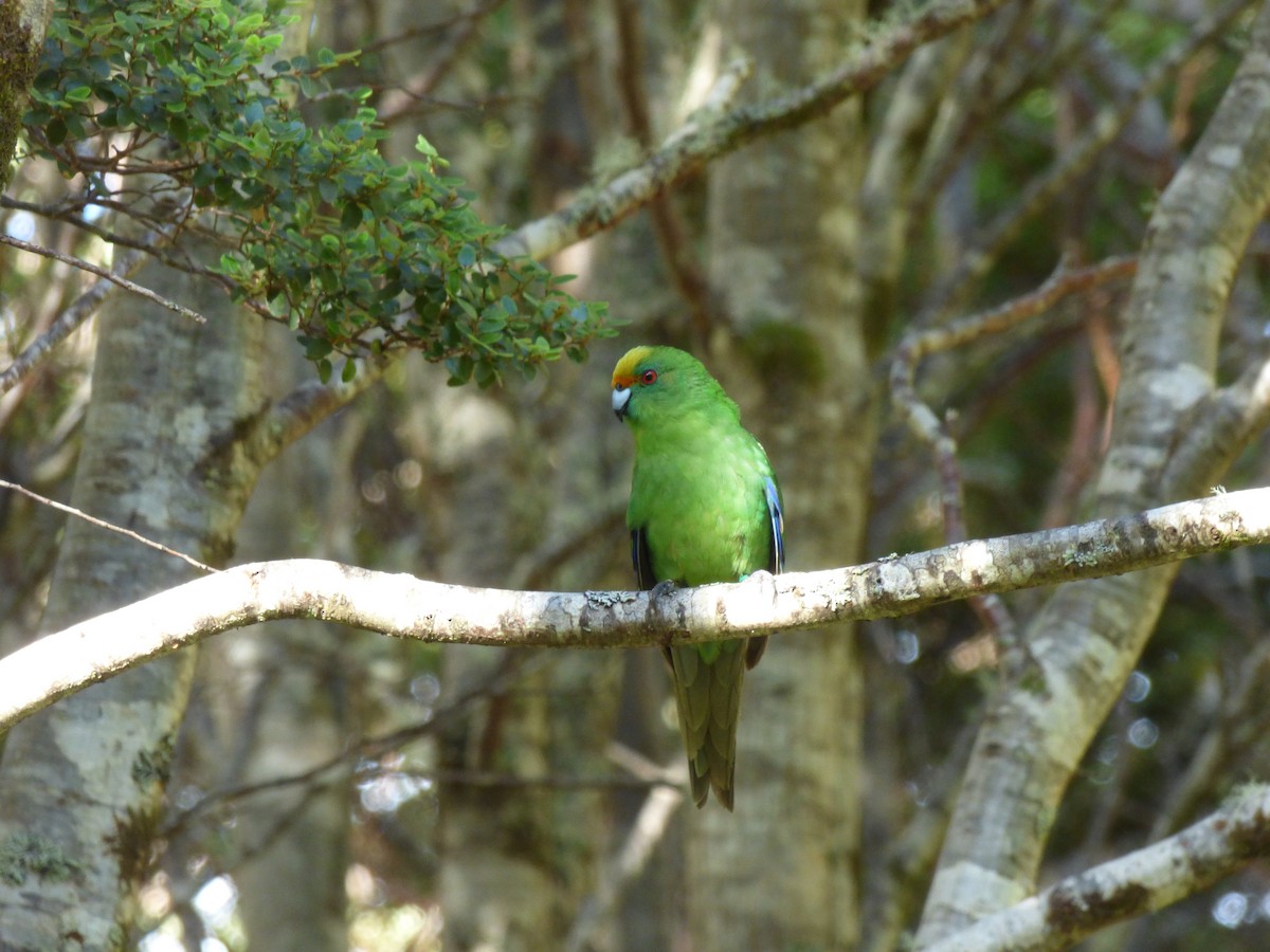 Malherbe's Parakeet - ML305129901