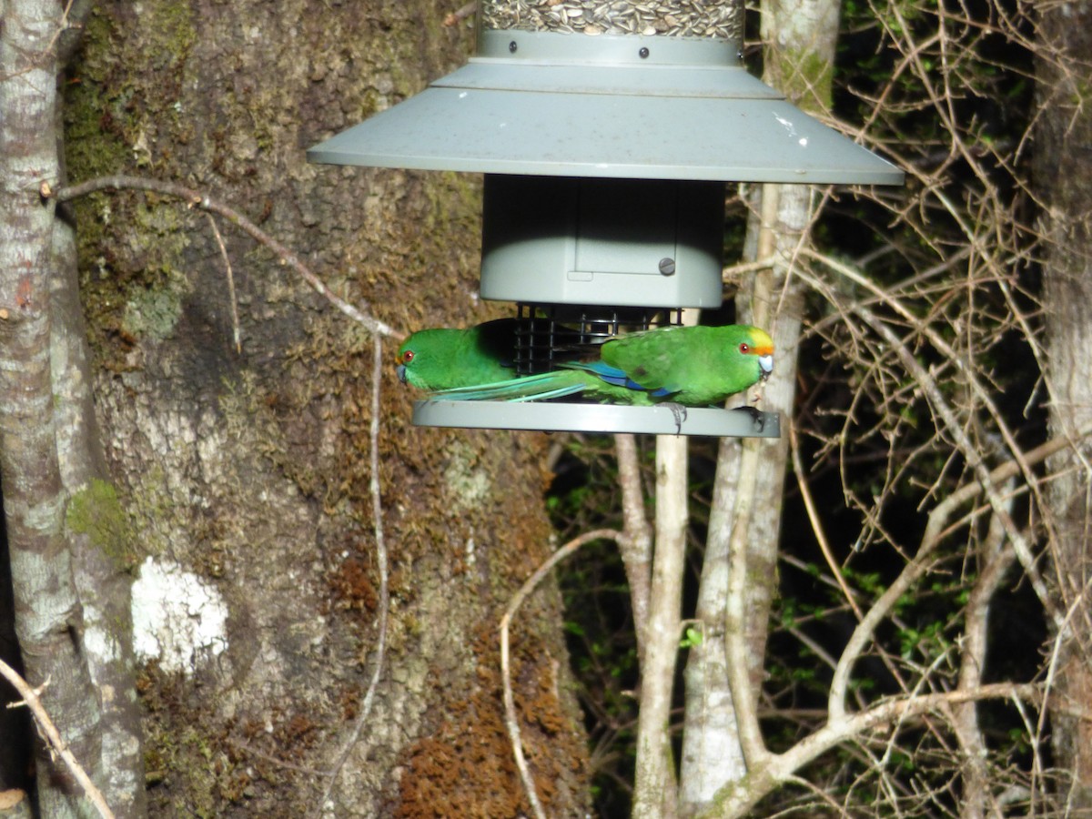 Malherbe's Parakeet - ML305129921