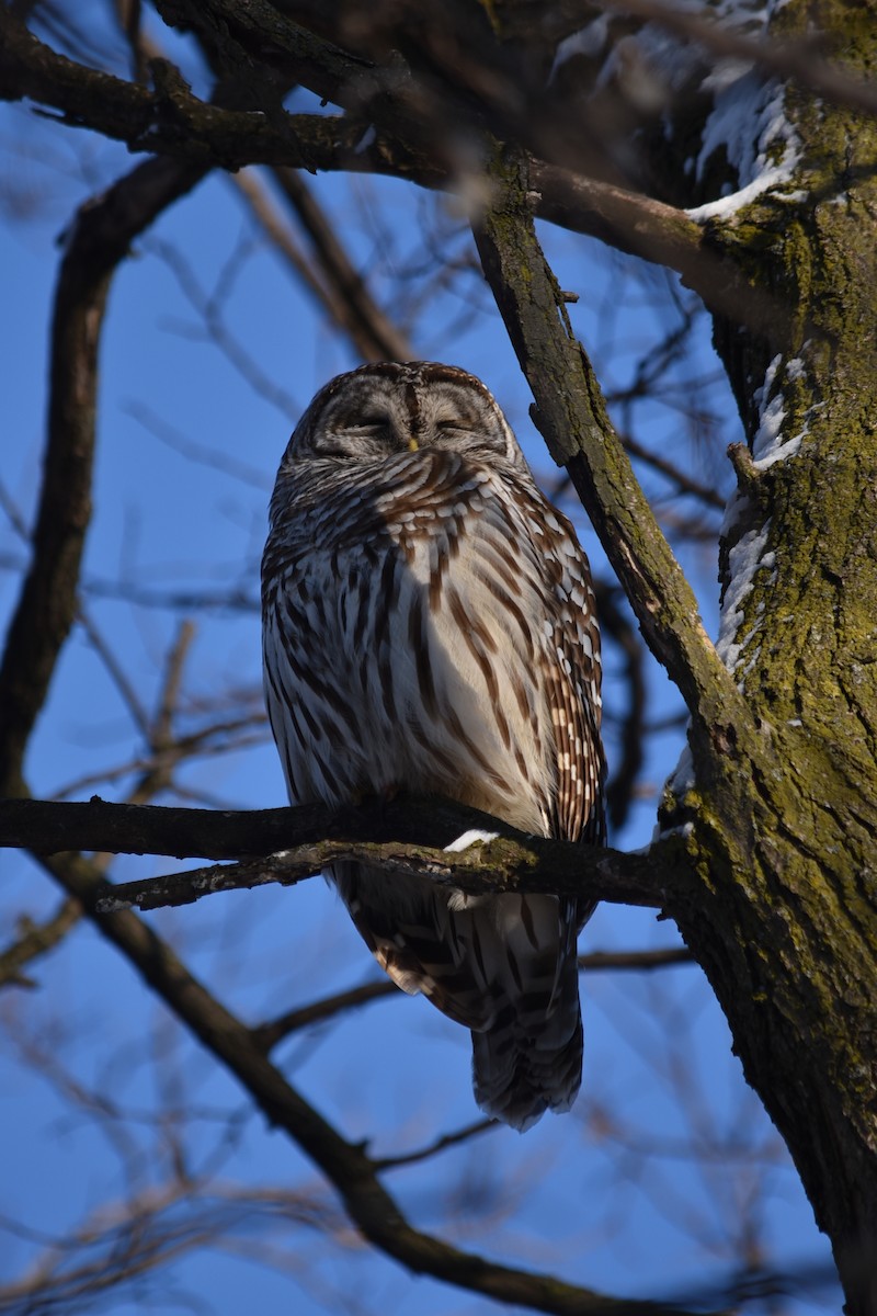 Barred Owl - ML305130821