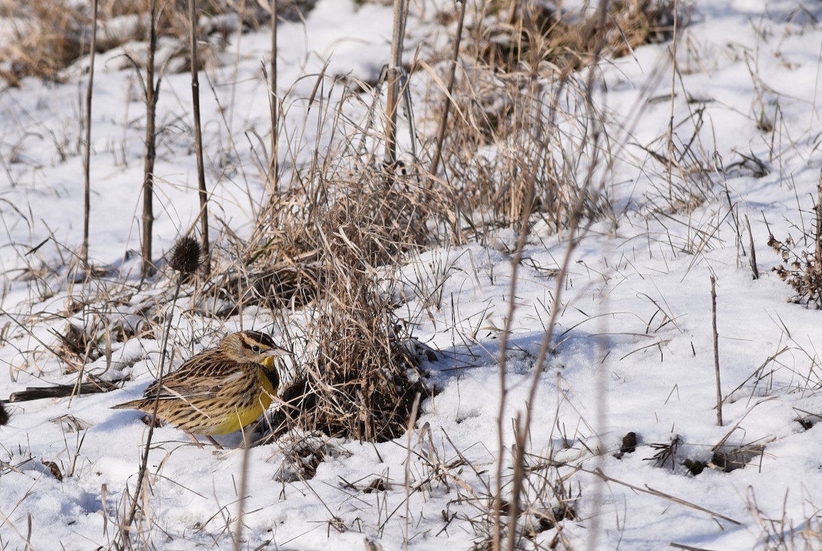 Eastern Meadowlark - ML305130881