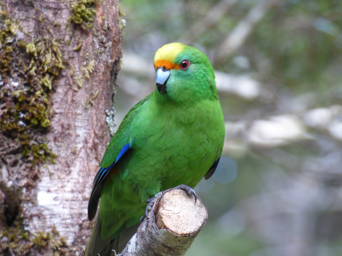 Malherbe's Parakeet - ML305131821