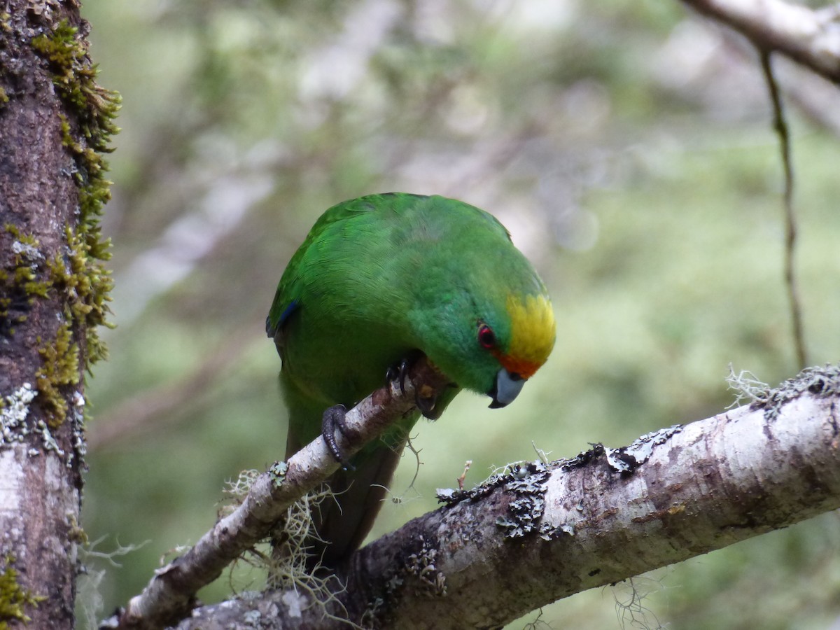 Malherbe's Parakeet - ML305131831