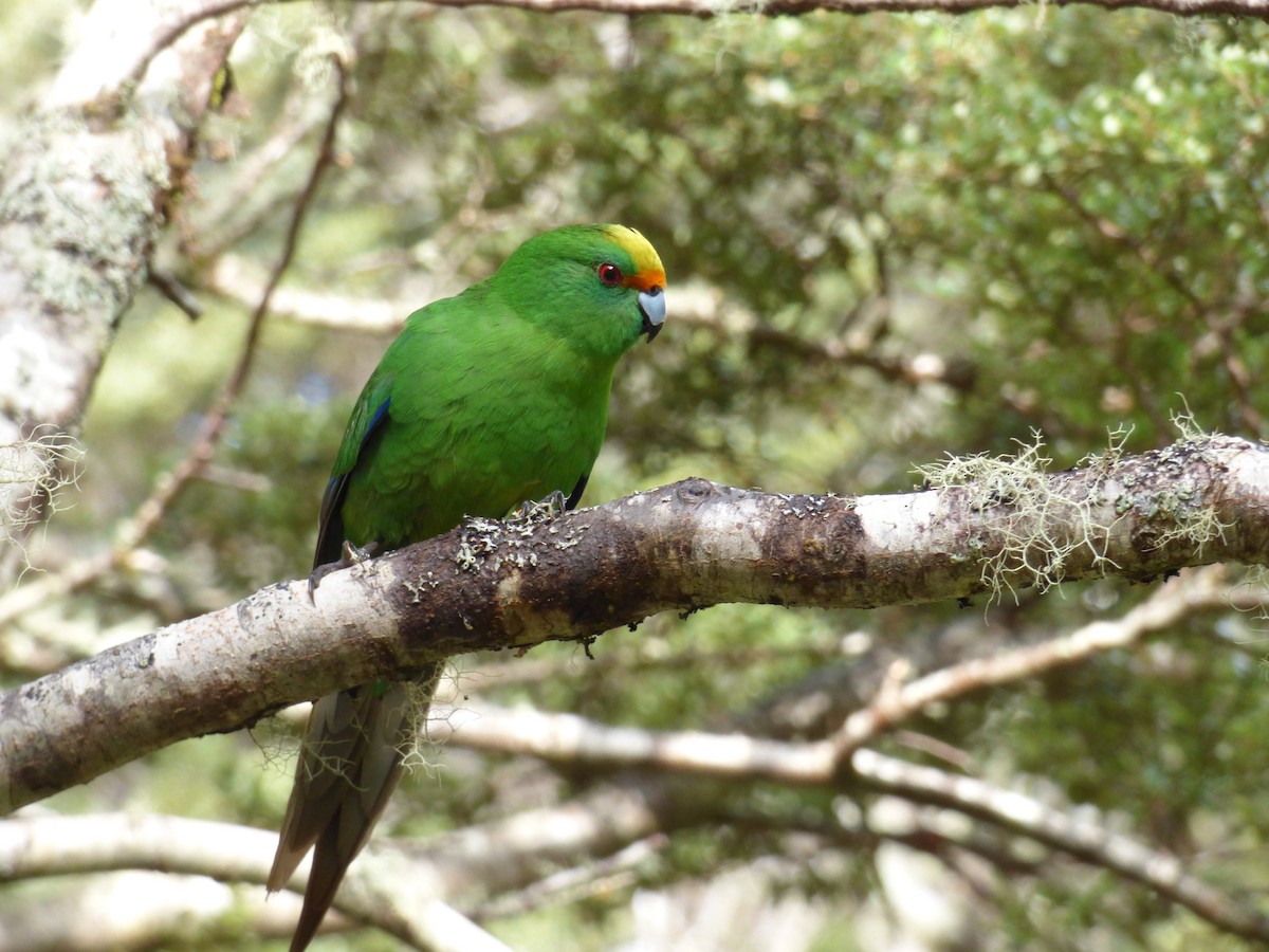 Malherbe's Parakeet - Tom Wells