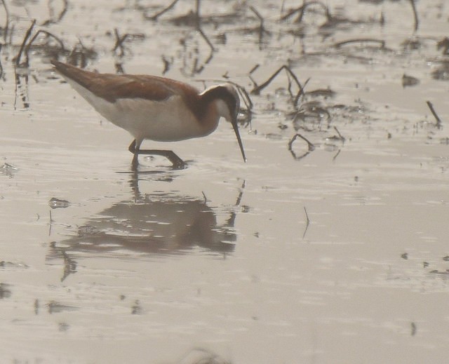 Wilson's Phalarope - ML30513201