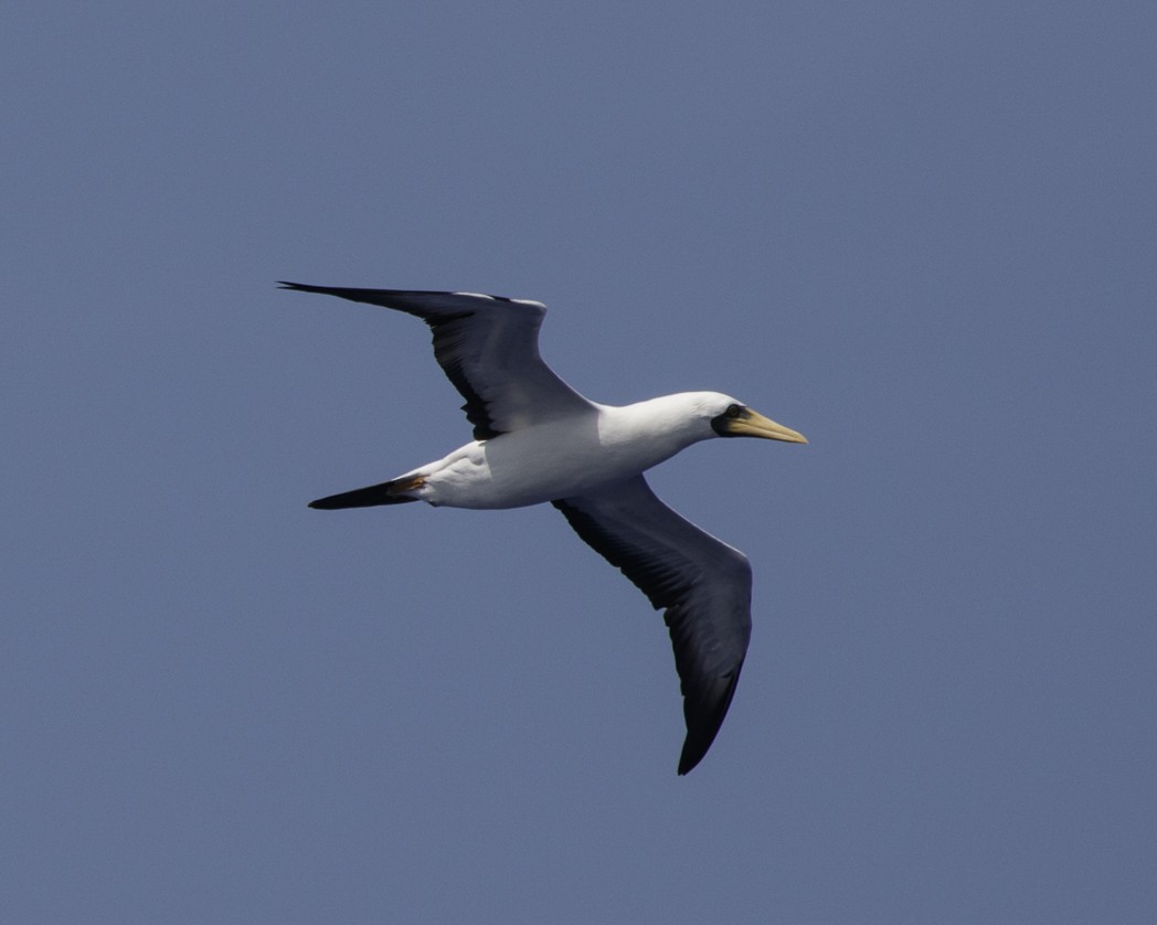 Masked Booby - ML305132861