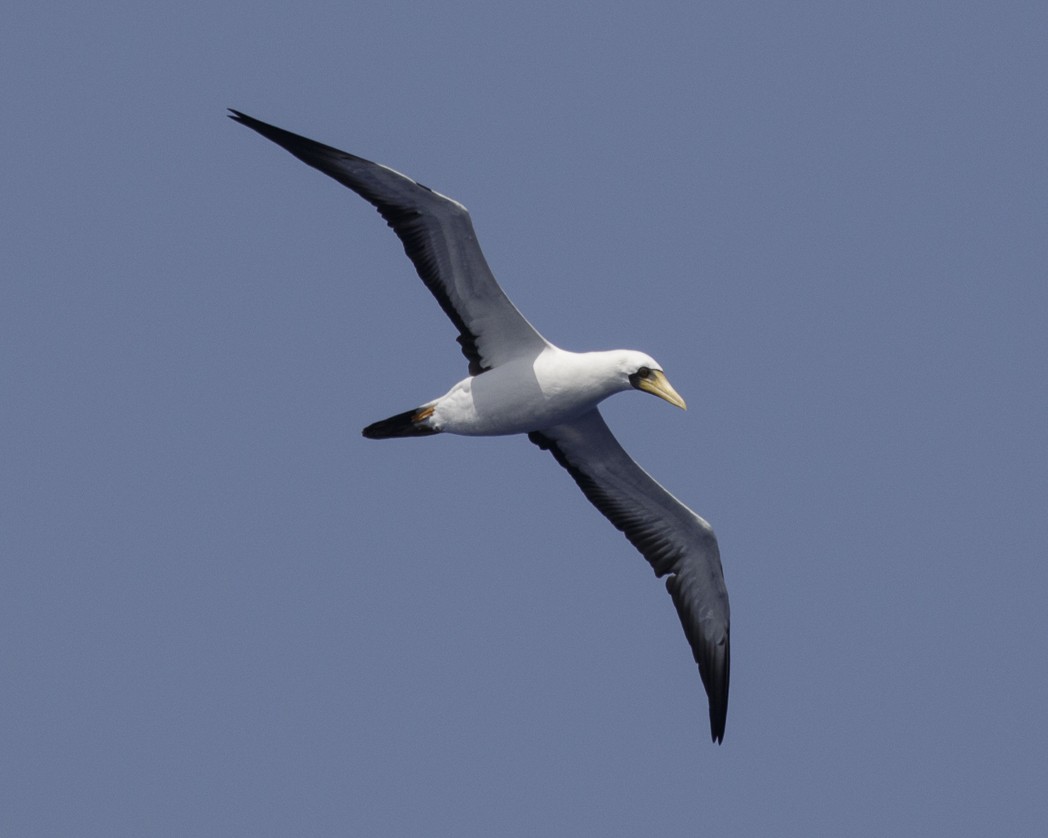 Masked Booby - ML305132871