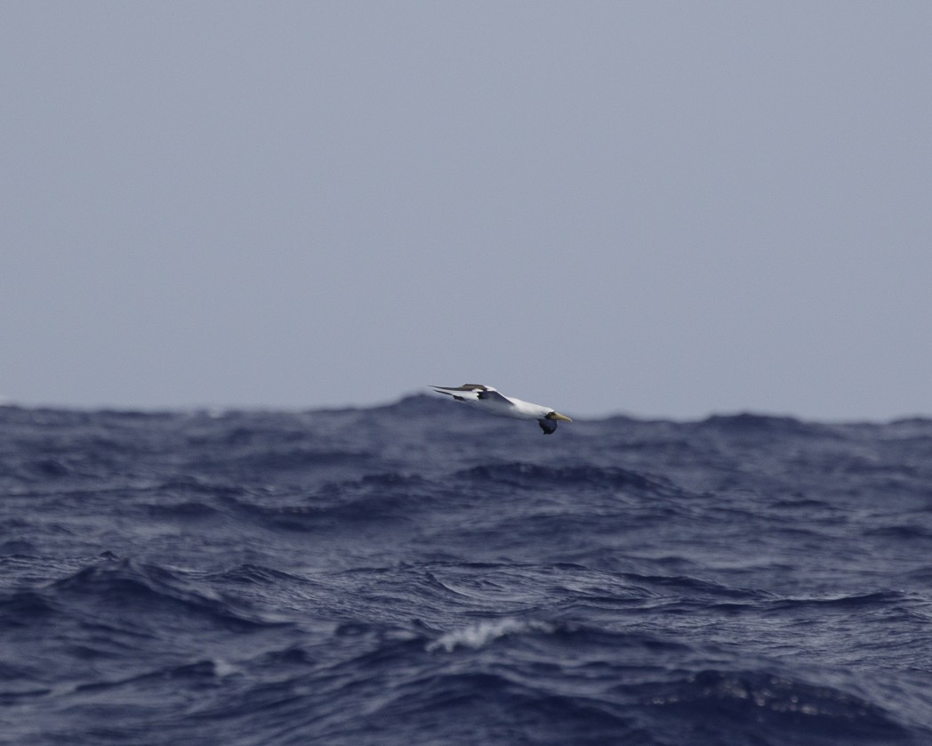 Masked Booby - ML305132901