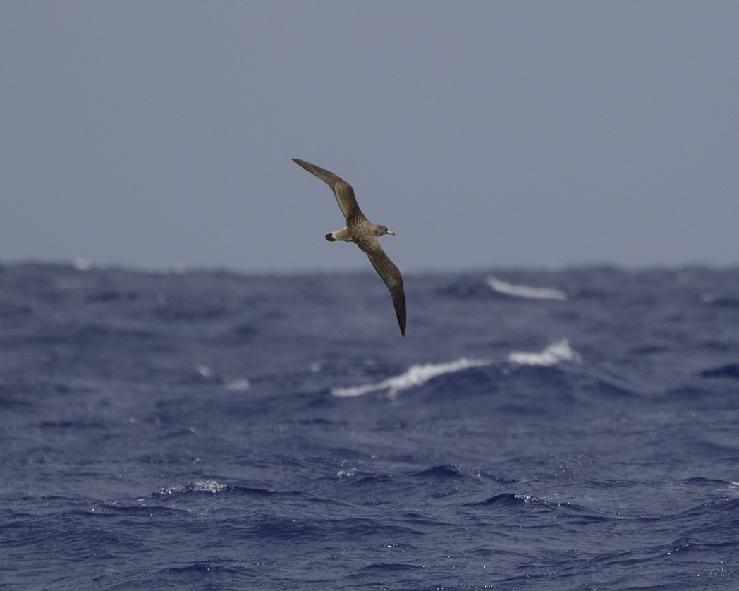 Cory's Shearwater (borealis) - ML305133031