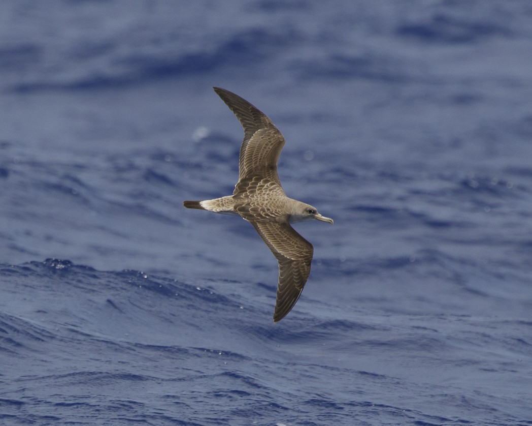 Cory's Shearwater (borealis) - ML305133051