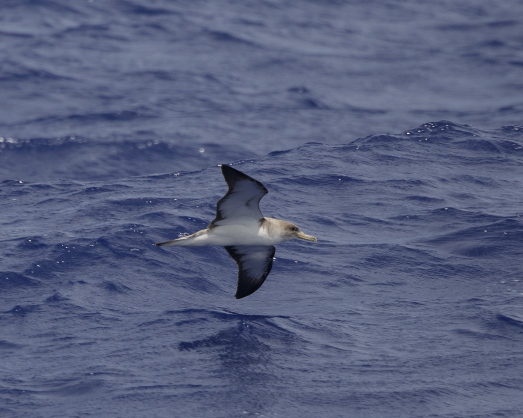 Cory's Shearwater (borealis) - ML305133071