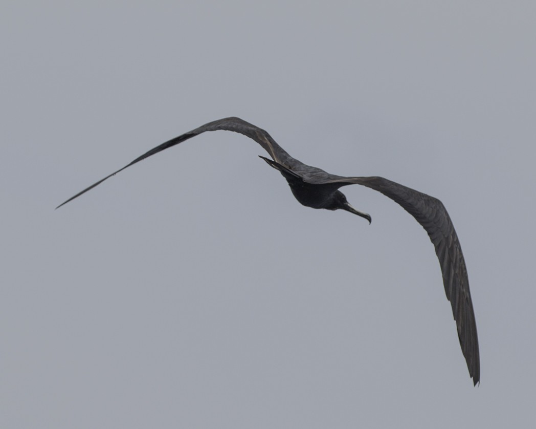 Magnificent Frigatebird - ML305133091