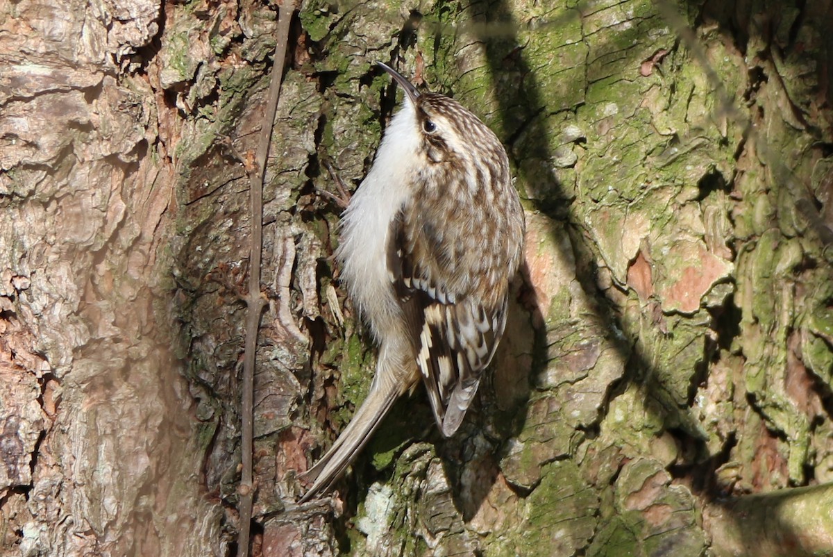 Brown Creeper - ML305133131