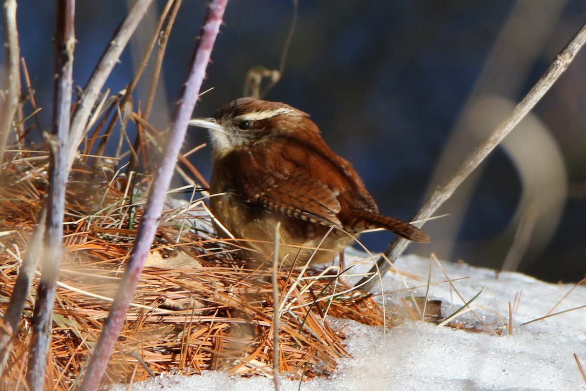 Carolina Wren - ML305133161