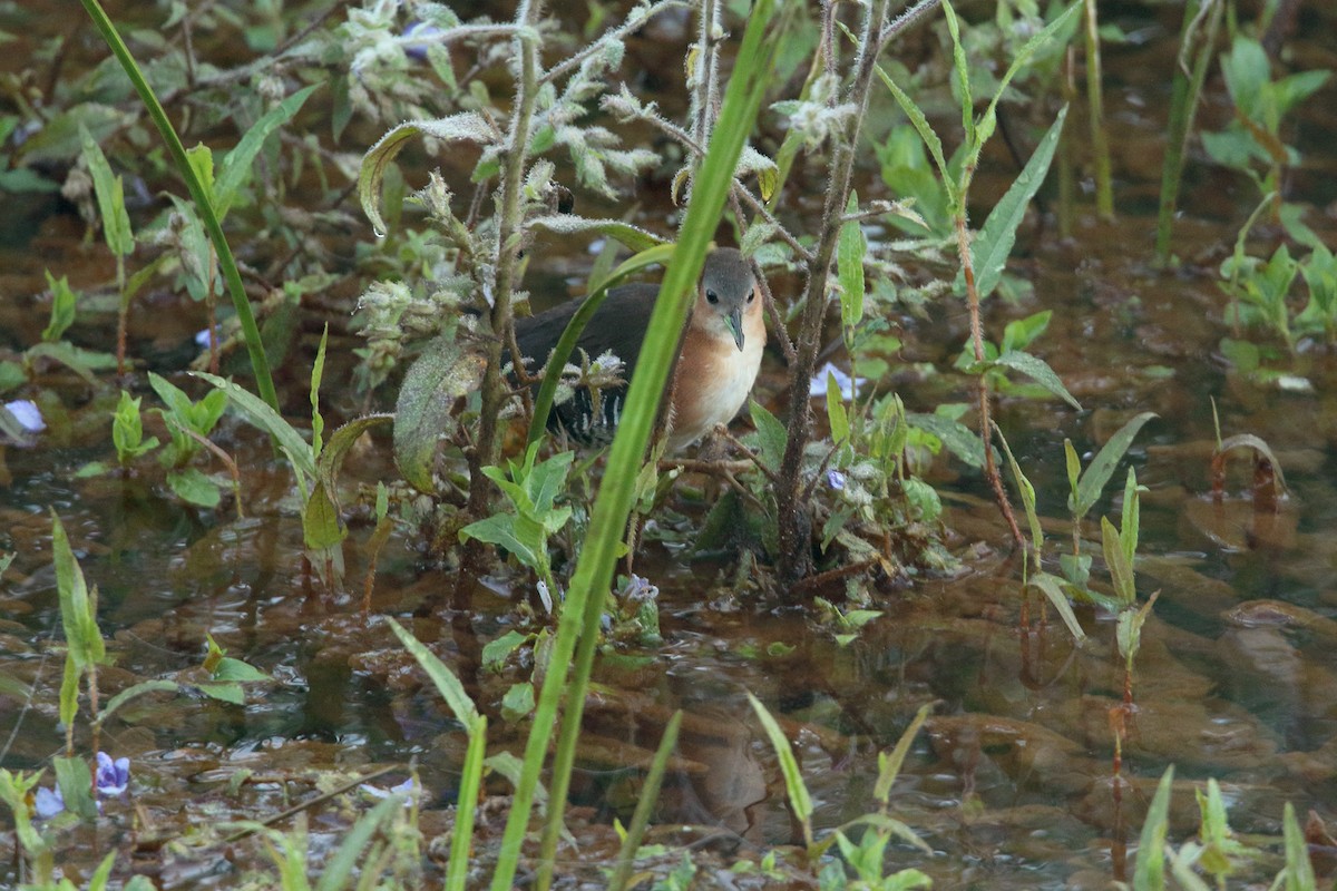 Rufous-sided Crake - ML305133581