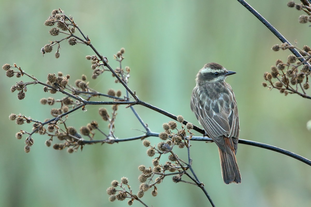 Variegated Flycatcher - Martjan Lammertink