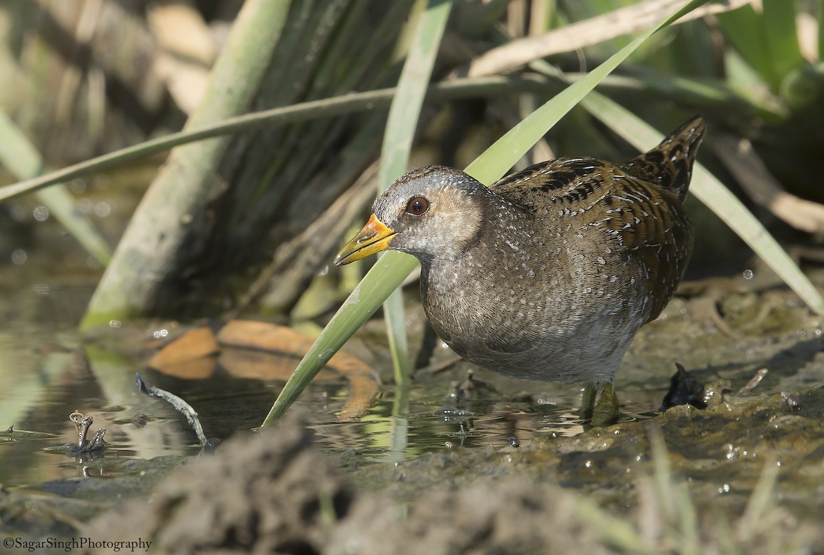 Spotted Crake - ML305133801