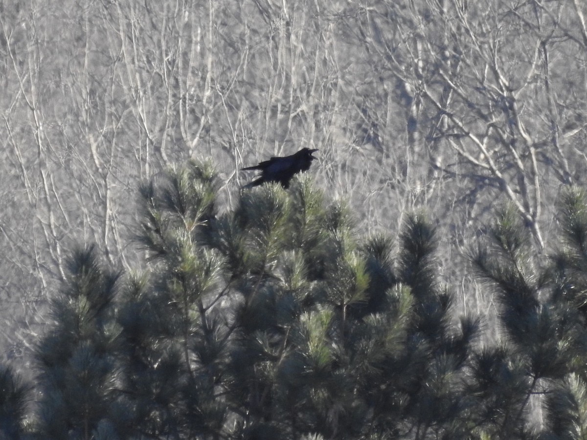 Common Raven - ML305135121