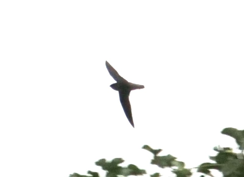 Chapman's Swift - ML305135621