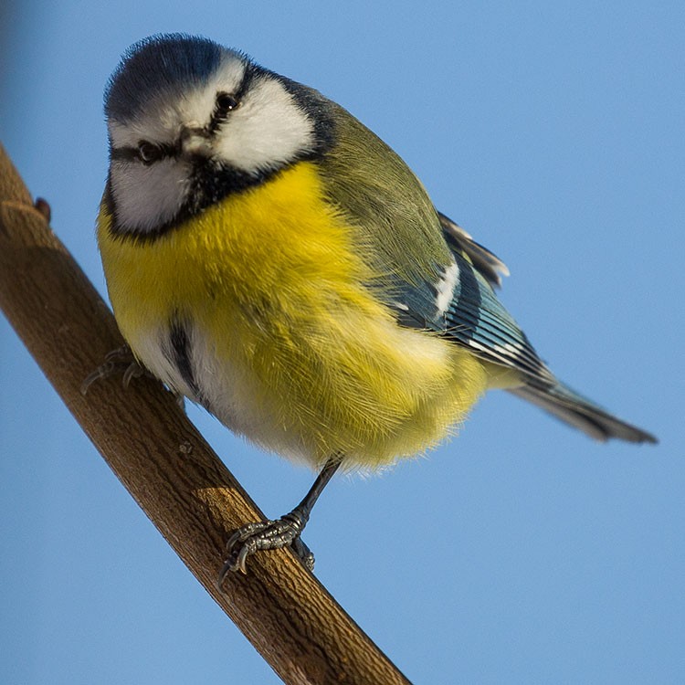 Eurasian Blue Tit - ML305137281