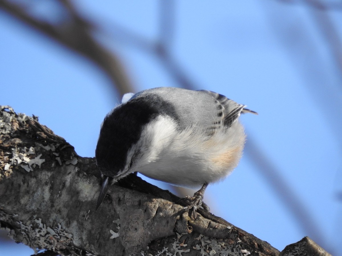 White-breasted Nuthatch - Jenifer Paquet