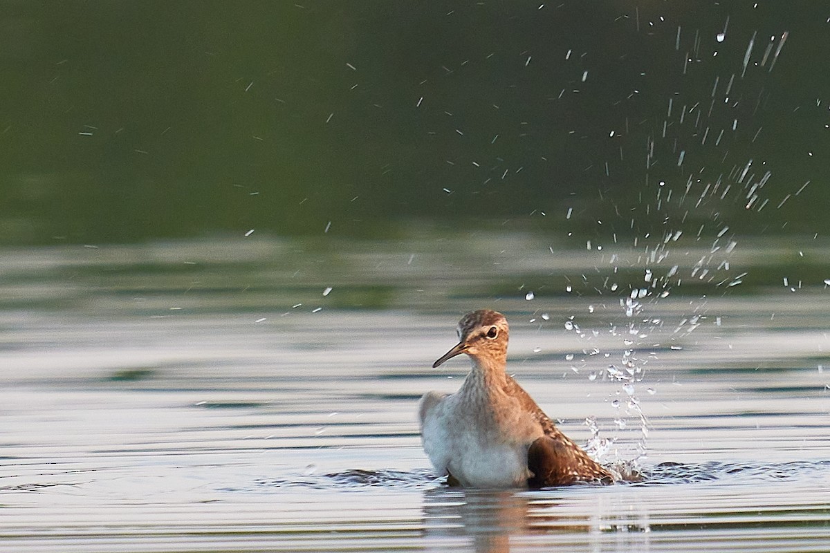 Wood Sandpiper - Raghavendra  Pai